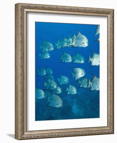 Atlantic Spadefish, Hol Chan Marine Park, Ambergris Caye, Barrier Reef, Belize-Stuart Westmoreland-Framed Photographic Print