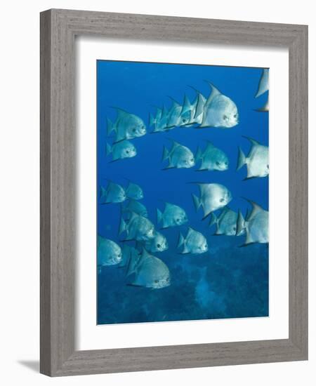 Atlantic Spadefish, Hol Chan Marine Park, Ambergris Caye, Barrier Reef, Belize-Stuart Westmoreland-Framed Photographic Print