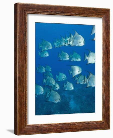 Atlantic Spadefish, Hol Chan Marine Park, Ambergris Caye, Barrier Reef, Belize-Stuart Westmoreland-Framed Photographic Print