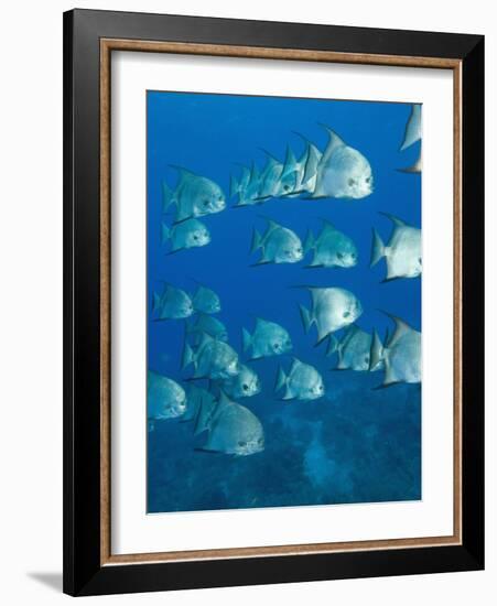 Atlantic Spadefish, Hol Chan Marine Park, Ambergris Caye, Barrier Reef, Belize-Stuart Westmoreland-Framed Photographic Print