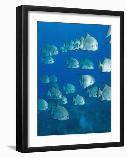 Atlantic Spadefish, Hol Chan Marine Park, Ambergris Caye, Barrier Reef, Belize-Stuart Westmoreland-Framed Photographic Print