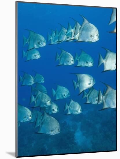 Atlantic Spadefish, Hol Chan Marine Park, Ambergris Caye, Barrier Reef, Belize-Stuart Westmoreland-Mounted Photographic Print