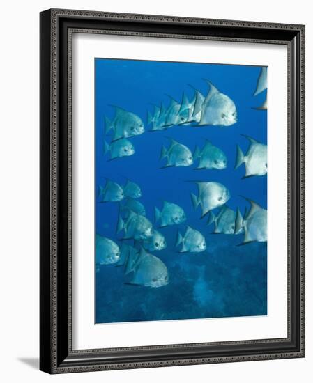 Atlantic Spadefish, Hol Chan Marine Park, Ambergris Caye, Barrier Reef, Belize-Stuart Westmoreland-Framed Photographic Print