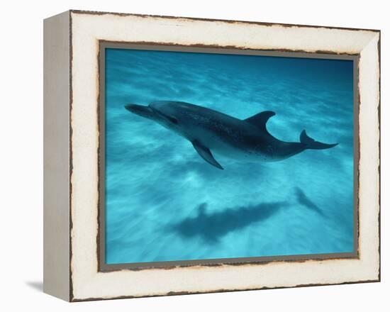 Atlantic Spotted Dolphin and Shadow on Seabed, Bahamas-Todd Pusser-Framed Premier Image Canvas