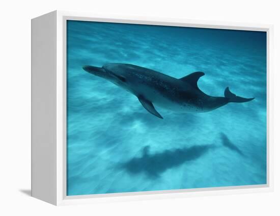 Atlantic Spotted Dolphin and Shadow on Seabed, Bahamas-Todd Pusser-Framed Premier Image Canvas