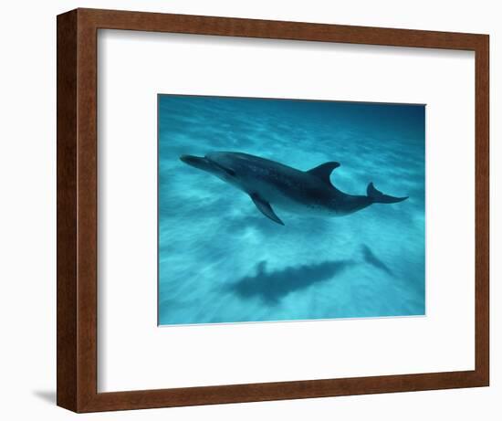 Atlantic Spotted Dolphin and Shadow on Seabed, Bahamas-Todd Pusser-Framed Premium Photographic Print