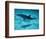 Atlantic Spotted Dolphin and Shadow on Seabed, Bahamas-Todd Pusser-Framed Premium Photographic Print