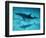 Atlantic Spotted Dolphin and Shadow on Seabed, Bahamas-Todd Pusser-Framed Premium Photographic Print