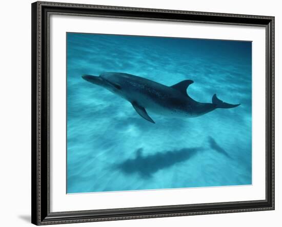 Atlantic Spotted Dolphin and Shadow on Seabed, Bahamas-Todd Pusser-Framed Photographic Print