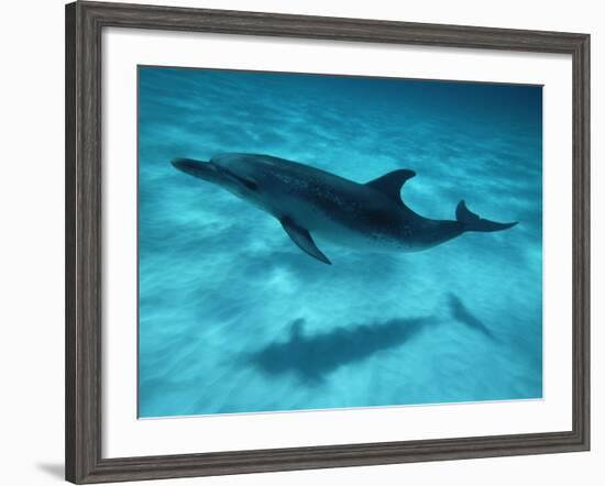 Atlantic Spotted Dolphin and Shadow on Seabed, Bahamas-Todd Pusser-Framed Photographic Print