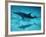 Atlantic Spotted Dolphin and Shadow on Seabed, Bahamas-Todd Pusser-Framed Photographic Print