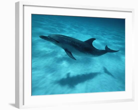Atlantic Spotted Dolphin and Shadow on Seabed, Bahamas-Todd Pusser-Framed Photographic Print