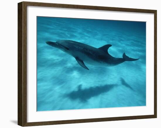 Atlantic Spotted Dolphin and Shadow on Seabed, Bahamas-Todd Pusser-Framed Photographic Print