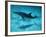 Atlantic Spotted Dolphin and Shadow on Seabed, Bahamas-Todd Pusser-Framed Photographic Print