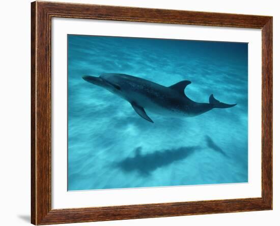 Atlantic Spotted Dolphin and Shadow on Seabed, Bahamas-Todd Pusser-Framed Photographic Print