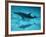 Atlantic Spotted Dolphin and Shadow on Seabed, Bahamas-Todd Pusser-Framed Photographic Print