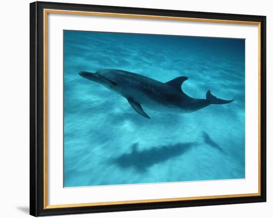 Atlantic Spotted Dolphin and Shadow on Seabed, Bahamas-Todd Pusser-Framed Photographic Print