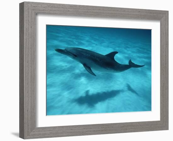 Atlantic Spotted Dolphin and Shadow on Seabed, Bahamas-Todd Pusser-Framed Photographic Print