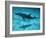 Atlantic Spotted Dolphin and Shadow on Seabed, Bahamas-Todd Pusser-Framed Photographic Print