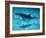 Atlantic Spotted Dolphin and Shadow on Seabed, Bahamas-Todd Pusser-Framed Photographic Print