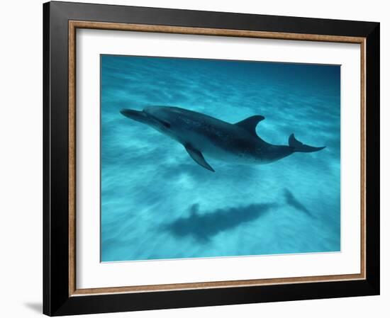 Atlantic Spotted Dolphin and Shadow on Seabed, Bahamas-Todd Pusser-Framed Photographic Print