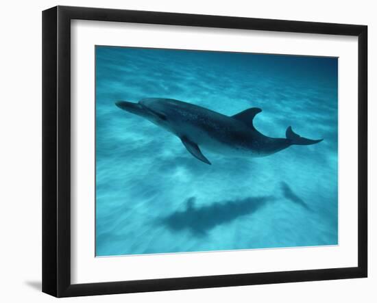 Atlantic Spotted Dolphin and Shadow on Seabed, Bahamas-Todd Pusser-Framed Photographic Print