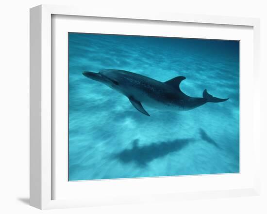 Atlantic Spotted Dolphin and Shadow on Seabed, Bahamas-Todd Pusser-Framed Photographic Print