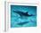 Atlantic Spotted Dolphin and Shadow on Seabed, Bahamas-Todd Pusser-Framed Photographic Print