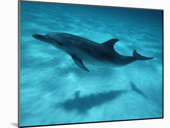 Atlantic Spotted Dolphin and Shadow on Seabed, Bahamas-Todd Pusser-Mounted Photographic Print