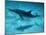 Atlantic Spotted Dolphin and Shadow on Seabed, Bahamas-Todd Pusser-Mounted Photographic Print