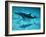 Atlantic Spotted Dolphin and Shadow on Seabed, Bahamas-Todd Pusser-Framed Photographic Print