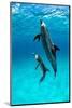 Atlantic spotted dolphin, Atlantic Ocean-Alex Mustard-Mounted Photographic Print