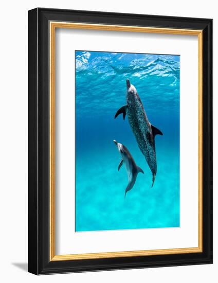 Atlantic spotted dolphin, Atlantic Ocean-Alex Mustard-Framed Photographic Print