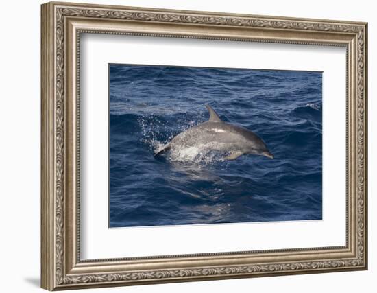 Atlantic Spotted Dolphin (Stenella Frontalis) Breaking from the Sea in a Low Leap, Senegal-Mick Baines-Framed Photographic Print