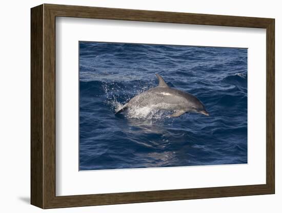 Atlantic Spotted Dolphin (Stenella Frontalis) Breaking from the Sea in a Low Leap, Senegal-Mick Baines-Framed Photographic Print
