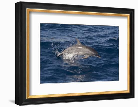 Atlantic Spotted Dolphin (Stenella Frontalis) Breaking from the Sea in a Low Leap, Senegal-Mick Baines-Framed Photographic Print