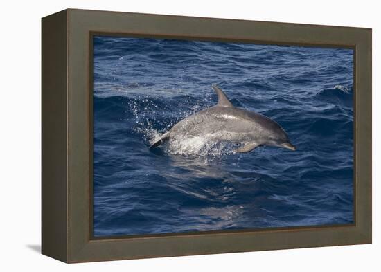 Atlantic Spotted Dolphin (Stenella Frontalis) Breaking from the Sea in a Low Leap, Senegal-Mick Baines-Framed Premier Image Canvas