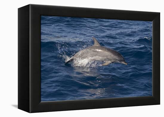 Atlantic Spotted Dolphin (Stenella Frontalis) Breaking from the Sea in a Low Leap, Senegal-Mick Baines-Framed Premier Image Canvas