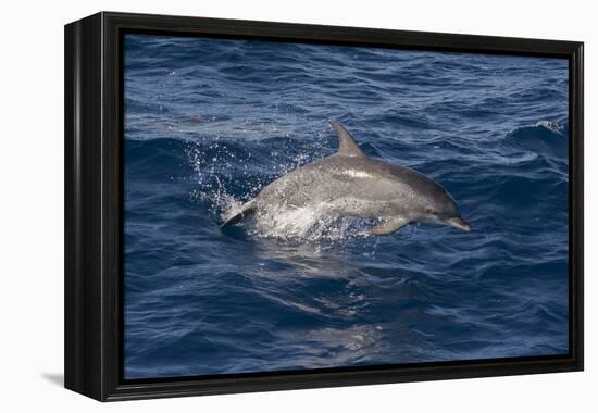 Atlantic Spotted Dolphin (Stenella Frontalis) Breaking from the Sea in a Low Leap, Senegal-Mick Baines-Framed Premier Image Canvas