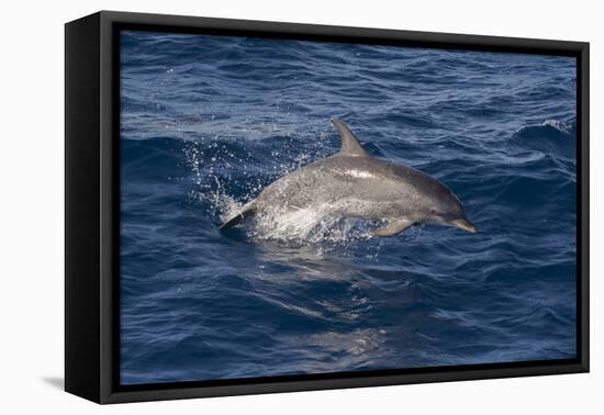 Atlantic Spotted Dolphin (Stenella Frontalis) Breaking from the Sea in a Low Leap, Senegal-Mick Baines-Framed Premier Image Canvas