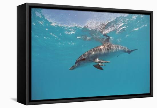 Atlantic Spotted Dolphin, Stenella Frontalis, Usa, Fl, Florida, Atlantic Ocean-Reinhard Dirscherl-Framed Premier Image Canvas