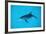 Atlantic Spotted Dolphin, Stenella Frontalis, Usa, Fl, Florida, Atlantic Ocean-Reinhard Dirscherl-Framed Photographic Print