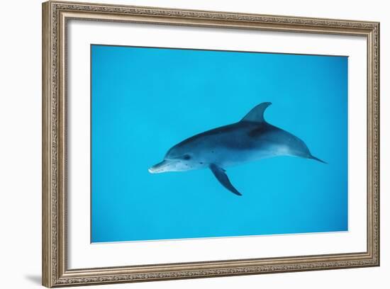 Atlantic Spotted Dolphin, Stenella Frontalis, Usa, Fl, Florida, Atlantic Ocean-Reinhard Dirscherl-Framed Photographic Print