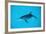 Atlantic Spotted Dolphin, Stenella Frontalis, Usa, Fl, Florida, Atlantic Ocean-Reinhard Dirscherl-Framed Photographic Print