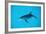 Atlantic Spotted Dolphin, Stenella Frontalis, Usa, Fl, Florida, Atlantic Ocean-Reinhard Dirscherl-Framed Photographic Print