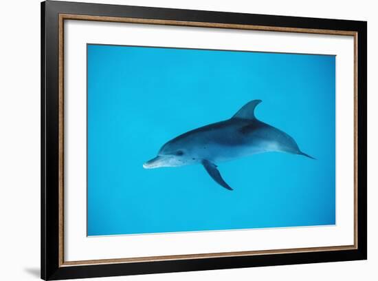 Atlantic Spotted Dolphin, Stenella Frontalis, Usa, Fl, Florida, Atlantic Ocean-Reinhard Dirscherl-Framed Photographic Print