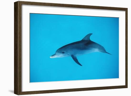 Atlantic Spotted Dolphin, Stenella Frontalis, Usa, Fl, Florida, Atlantic Ocean-Reinhard Dirscherl-Framed Photographic Print