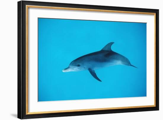 Atlantic Spotted Dolphin, Stenella Frontalis, Usa, Fl, Florida, Atlantic Ocean-Reinhard Dirscherl-Framed Photographic Print