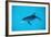 Atlantic Spotted Dolphin, Stenella Frontalis, Usa, Fl, Florida, Atlantic Ocean-Reinhard Dirscherl-Framed Photographic Print