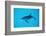 Atlantic Spotted Dolphin, Stenella Frontalis, Usa, Fl, Florida, Atlantic Ocean-Reinhard Dirscherl-Framed Photographic Print